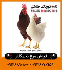 فروش مرغ تخمگذار